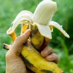 Świeży banan Cavendish