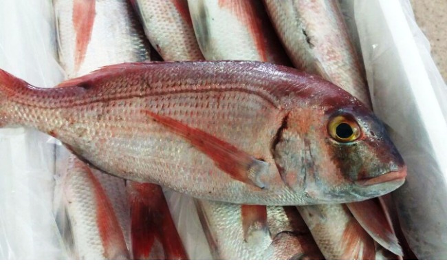 Fresh fish export to RUSSIA, ASIA, EU, USA, CANADA 