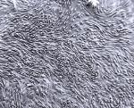 Filtry membranowe ipCELLCULTURE™ z wytrawionym śladem