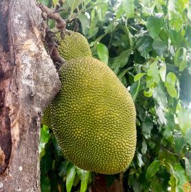 Świeży cały durian